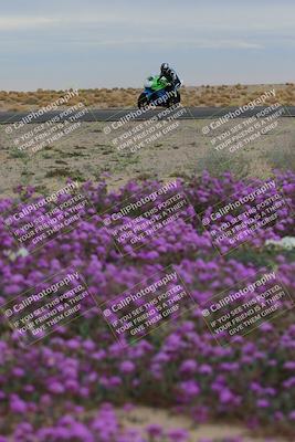 media/Jan-14-2023-SoCal Trackdays (Sat) [[497694156f]]/Turn 14 Exit Bloomig (145pm)/